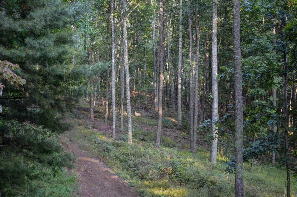 Cabin for Sale in Blue Ridge Mountains